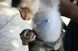 活吃猴脑过程视频,活吃猴脑残忍过程全程曝光