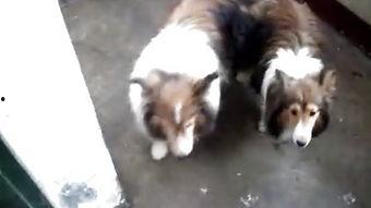 骡马交配视频,揭秘自然界中的独特繁殖现象