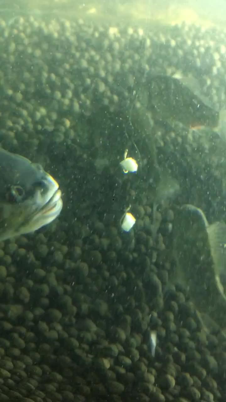 鱼抽烟视频,揭秘海洋生物的神奇一幕