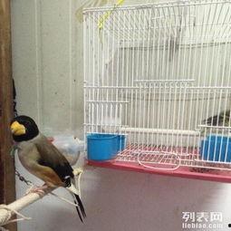 蜡嘴鸟训练视频,跟随视频轻松学会互动与表演