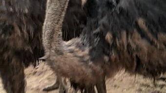 鸵鸟的视频,壮丽奇观背后的生存智慧