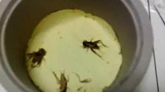 斗蟀蟀视频,一场精彩绝伦的昆虫竞技盛宴