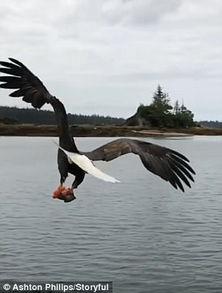 关于鹰的视频,探寻翱翔天际的猛禽传奇