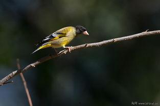 黑头金翅雀叫声视频,自然界的和谐旋律