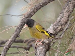 黑头金翅雀叫声视频,自然界的和谐旋律