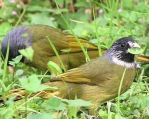 黑头金翅雀叫声视频,自然界的和谐旋律